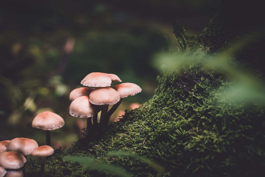 Image of mushrooms in the wild