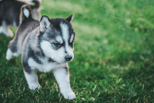 Husky on a dog walk